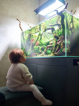 A small cute baby sits on a pouf and looks at the beautiful freshwater aquascape with live aquarium plants, Frodo stones, redmoor roots covered by java moss.