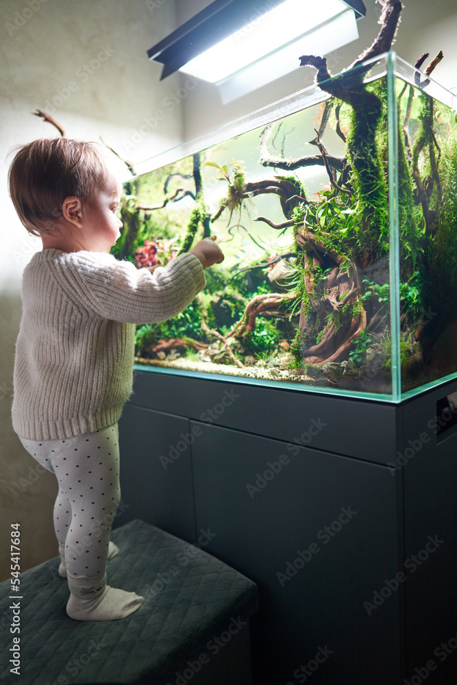Wall mural a small cute baby standing on a pouf and touching the glass of the beautiful freshwater aquascape wi - Wall murals
