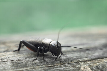 Insect shot close-up. Macro photo of a cricket.