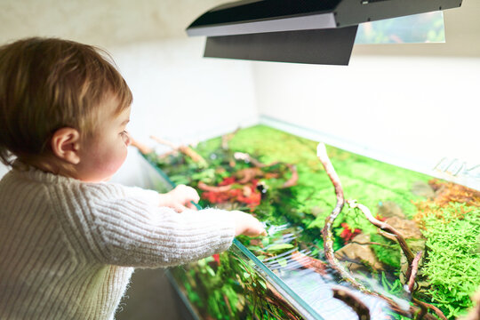 A small cute baby standing and touching water surface of the beautiful freshwater aquascape with live aquarium plants, Frodo stones, redmoor roots covered by java moss.