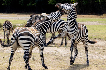 two zebras fighting