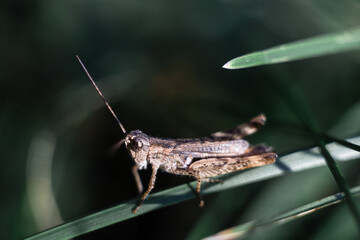 Close-up of a green grasshopper. Grasshopper on the grass.