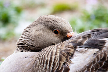 portrait  of a hissing greylag goose
