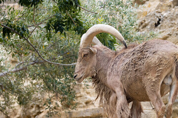 male stoneback Capra cylindricornis