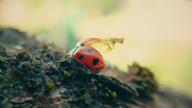 Ladybug crawls on tree bark