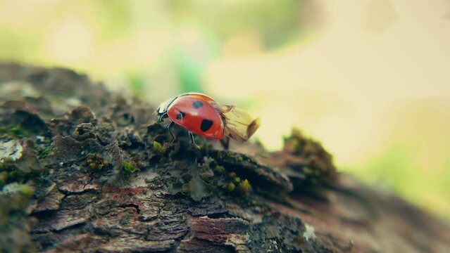 Ladybug crawls on tree bark