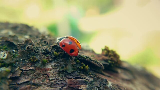 Insect ladybug on the bark of a tree