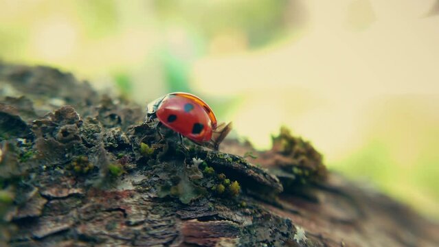 Red ladybug on the bark of a tree