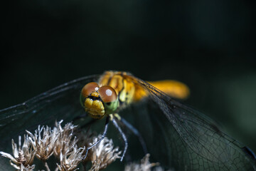 Dragonfly photographed close up. Dragonfly on a branch of grass.