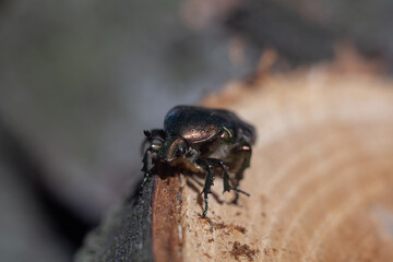 Copper beetle Protaetia cuprea.