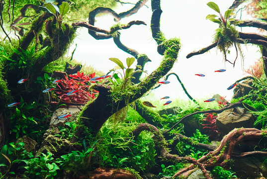 Beautiful freshwater aquascape with live aquarium plants, Frodo stones, redmoor roots covered by java moss and a school of blue neon tetra fish.