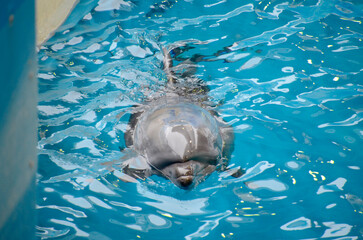 Fototapeta premium イルカ