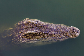 Close up big head crocodile is show head in river