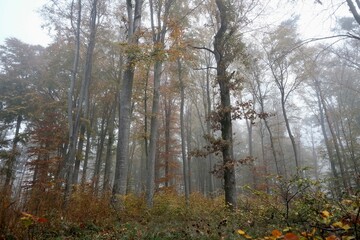 Fototapeta premium bei Nebel im Wald