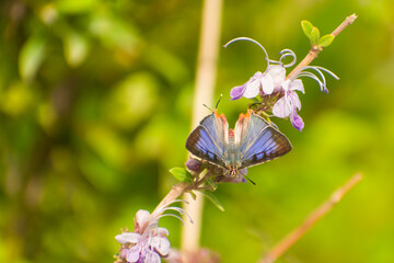 butterfly resting on a flower