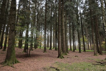 Herbstwald in Bayern