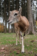 Reh im Wald von unten
