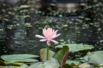 Flor en lago de Bangkok