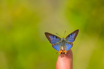 Closeup shot of a butterfly sits on a men finger. Natural green background with copy spaces. Cigaritis lohita, the long-banded silverline