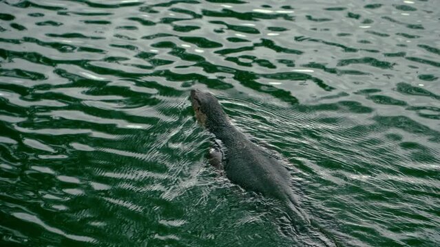 Varan floating on the surface of lake water