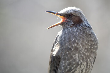 Close up of a wild starling