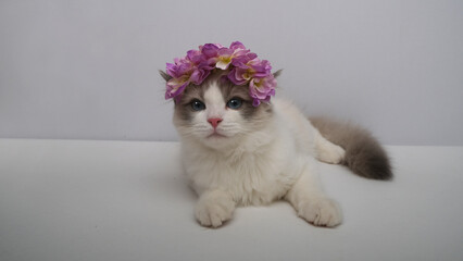 Cat in a wreath of purple flowers.