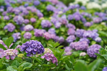 Colorful hydrangea in Japanese rainy season