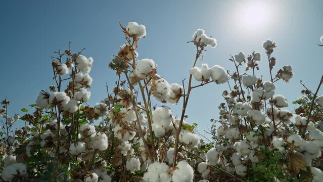 zoom in . Cotton field . A bush of high-quality cotton rotates 360 degrees against a background of blue sky and bright rays of the sun.