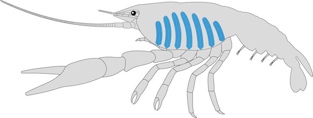 Crayfish Respiratory System.