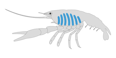Crayfish Respiratory System.