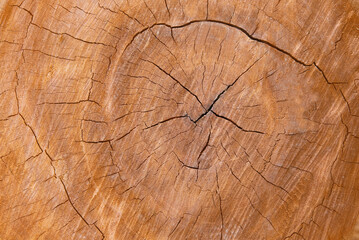 close up the surface wood background, wallpaper.Background of wood texture
