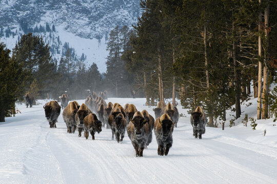 Herd of American Bison, Yellowstone National Park. Winter scene.