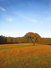 Fototapeta na wymiar Florianka village in middle of forest near Zwierzyniec, Roztocze region. September 2022 Poland