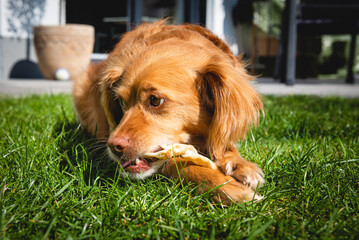 Brauner Spaniel-Mischling liegt im Garten im Gras und kaut auf einer Stange Futter