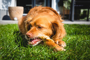 Brauner Spaniel-Mischling liegt im Garten im Gras und kaut auf einer Stange Futter