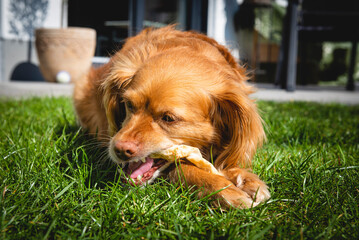 Brauner Spaniel-Mischling liegt im Garten im Gras und kaut auf einer Stange Futter