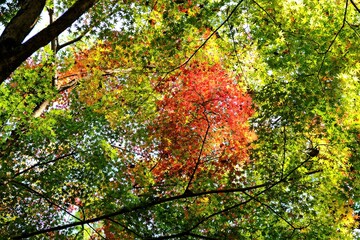 賀茂御祖神社，下鴨神社，黃葉，秋，紅葉，京都，神社，日本，お寺，水の波，風景, 旅行, 建築, 自然, 木, 背景, 黄色, 庭, 光