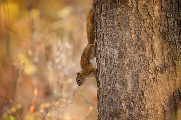 A red squirrel moving down a big tree