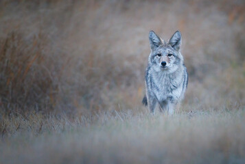 A coyote walking through the grass in the fall time 