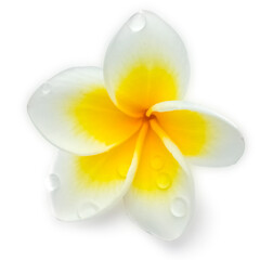 Gouttes d’eau sur fleur de frangipanier, fond blanc 