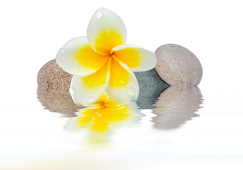 Fototapeta na wymiar Composition zen, fleur de frangipanier sur galets avec reflets
