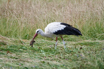 Weißstorch bei der Futtersuche	
