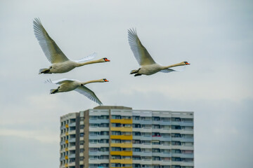 Three swans flying over city building