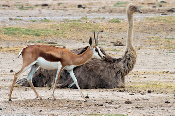 Thomson's gazelles (Eudorcas thomsonii)
