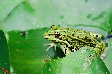 Edible frog, Pelophylax esculentus