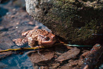 frog on the stone