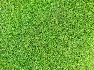 Fototapeta premium The soft artificial grass is used for the background concept.