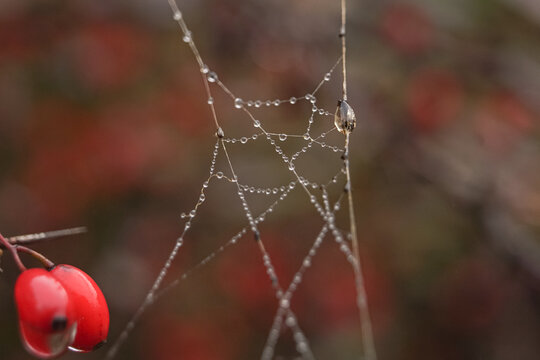 dew on a spider web