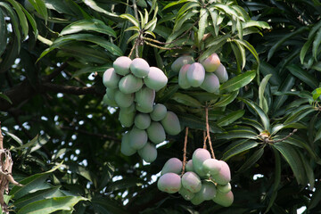 Mango tree (Mangifera indica L.) leaves and fruit full of drops after a rain in the city of Rio de Janeiro, Brazil.
