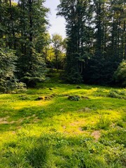 Fototapeta premium spring in the woods